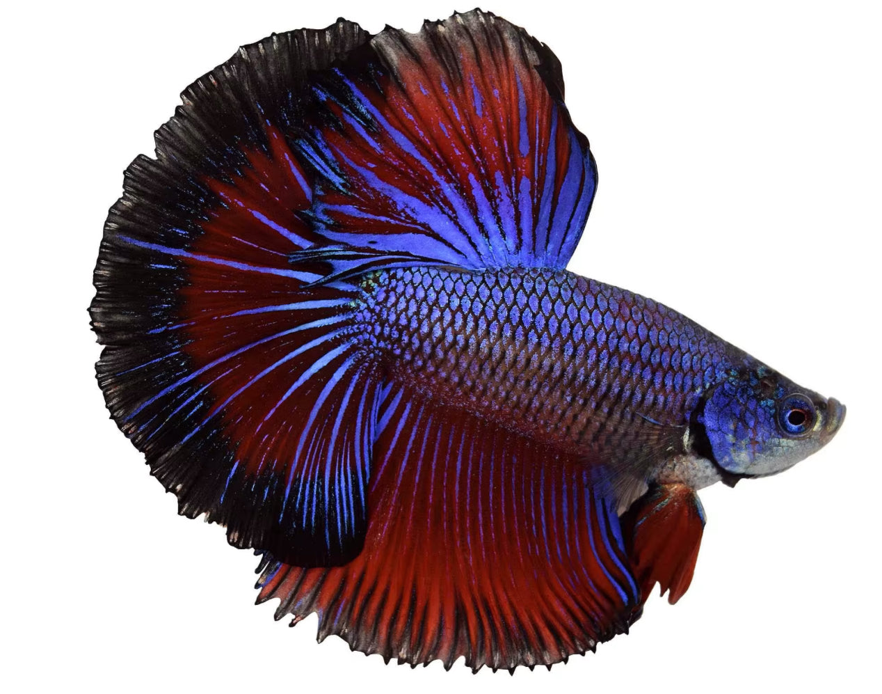 Halfmoon Male Betta