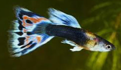 Pick Your Guppy