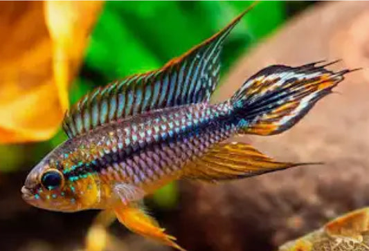 Apistogramma Agassizii