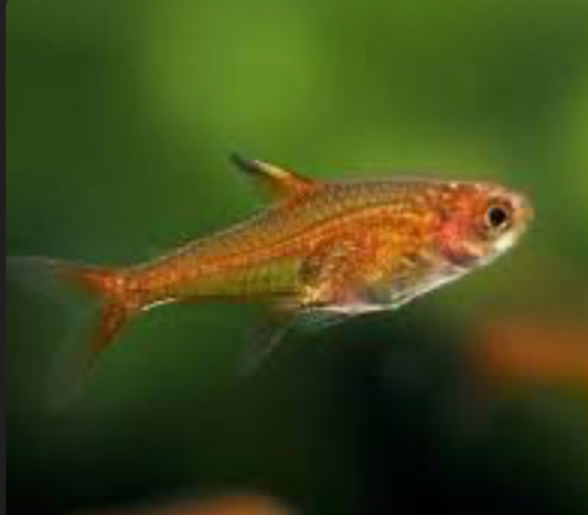 Ember Red Tetra