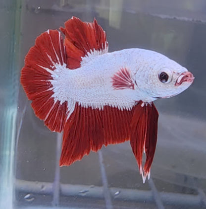 Red Dragon Male Betta