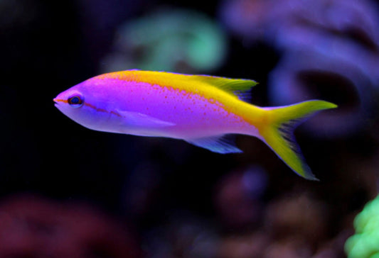 Evansi Anthias-MDL