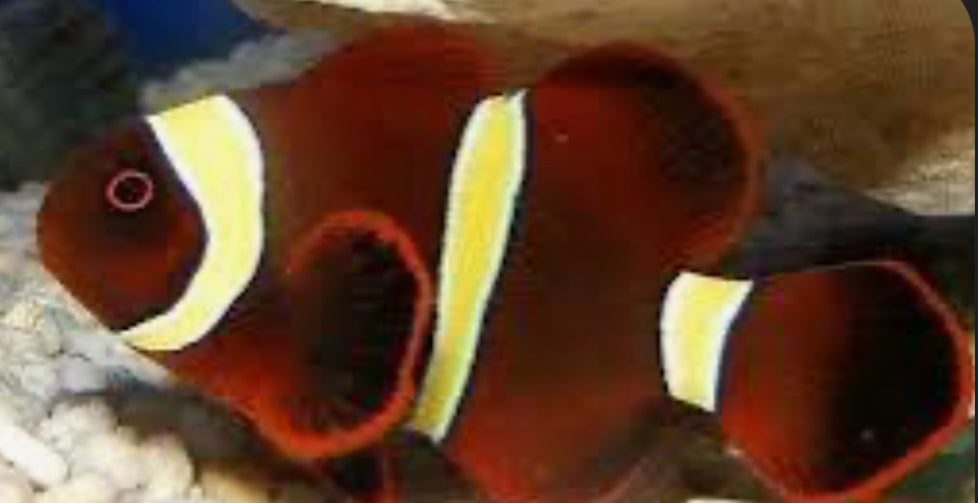 gold stripe maroon clownfish SM