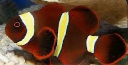 gold stripe maroon clownfish SM