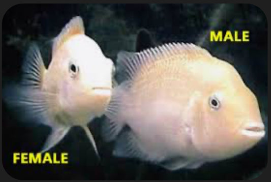 Albino Convict Cichlid 5”