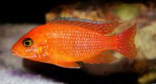 Zebra Red Cichlid1"-2"