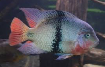 Black Belt Cichlid (Vieja Maculicauda)