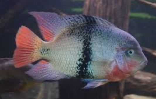 Black Belt Cichlid (Vieja Maculicauda)