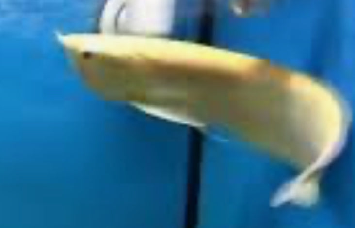 LEUCISTIC SILVER AROWANA 4"-6"