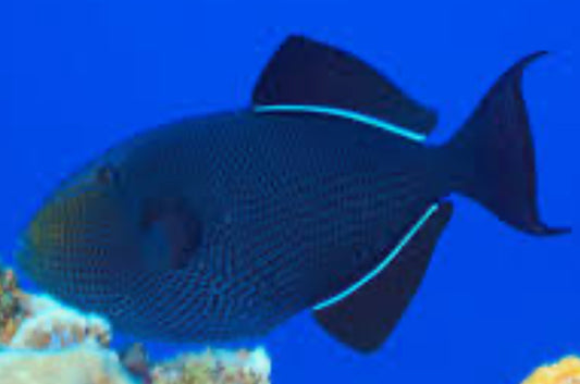 BLACK DURGON TRIGGERFISH