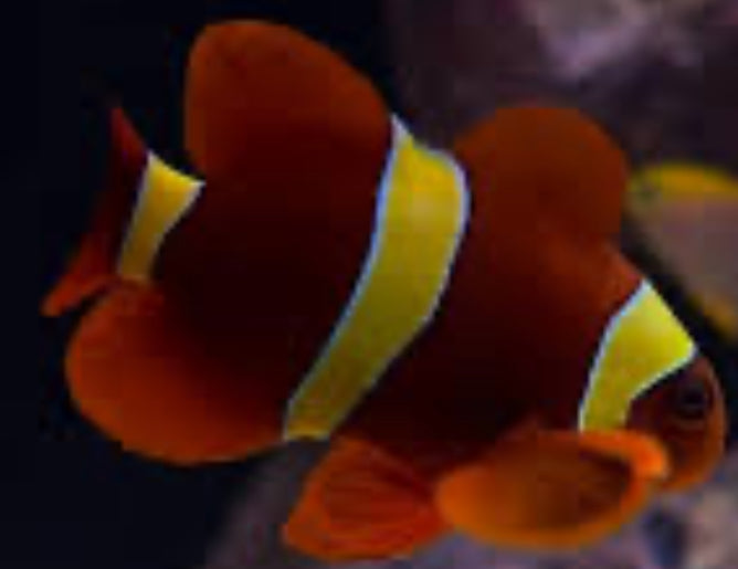 gold stripe maroon clownfish SM