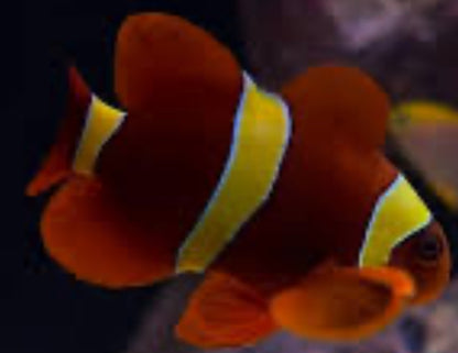gold stripe maroon clownfish SM