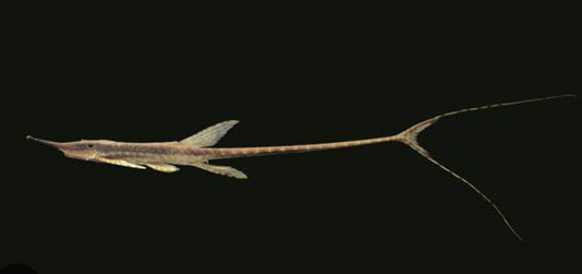 Stick Catfish / Common Farlowella (Farlowella acus)