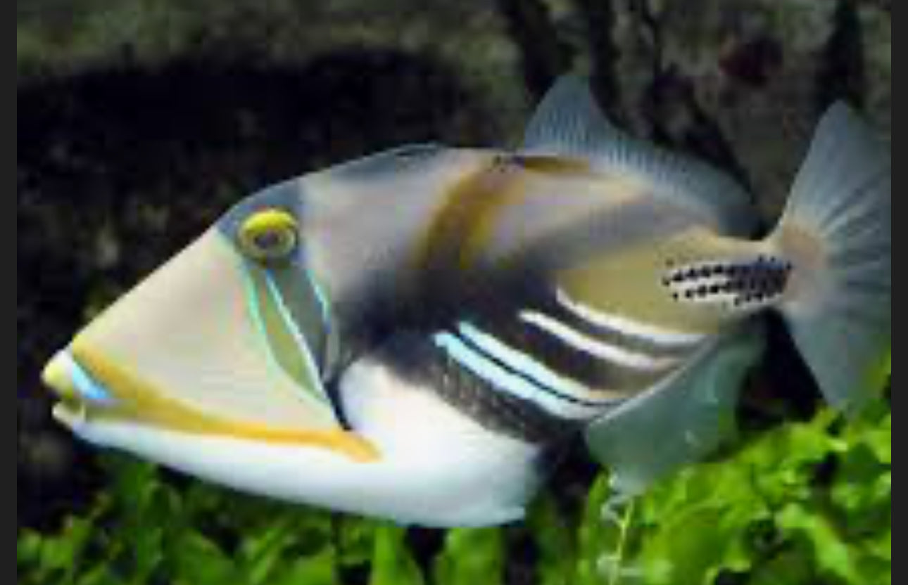 Humu Picasso Triggerfish
