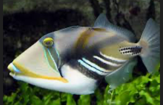 Humu Picasso Triggerfish