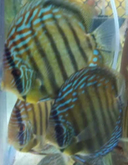Wild Blue Royal Discus (Symphysodon aequifasciatus)