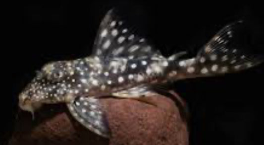 L102 True Inspector Pleco 4"+