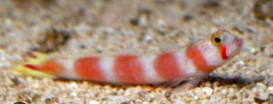 Aurora Pink BAR Shrimp Goby-LG