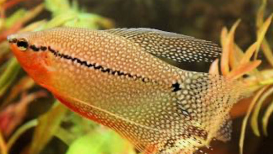 Pearl Gourami large 3"-4"
