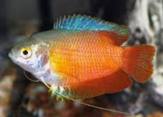 Flame Dwarf Gourami