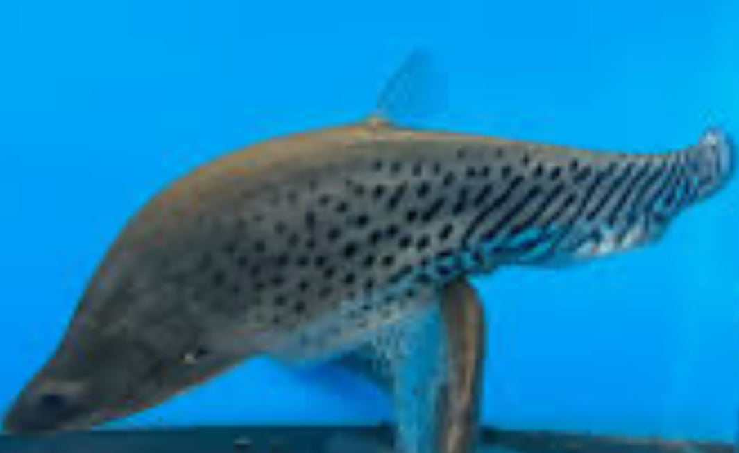 Clown Tiger Knife Fish