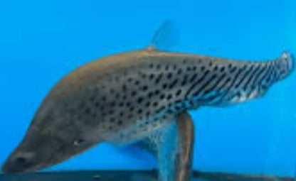 Clown Tiger Knife Fish