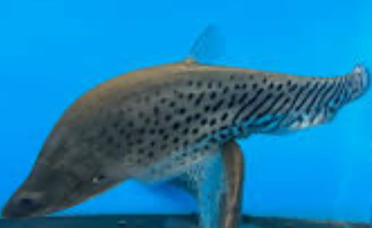 Clown Tiger Knife Fish