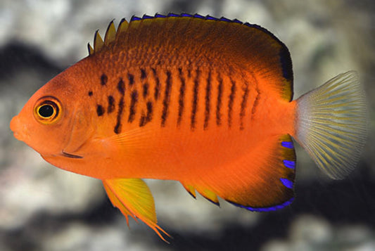 Shepards Pygmy Angel-Small RARE