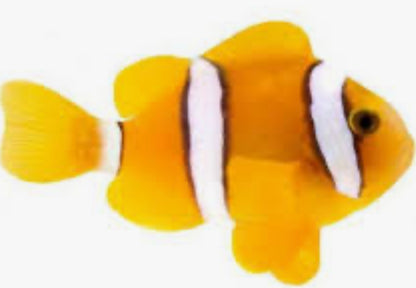 True Clarkii clownfish