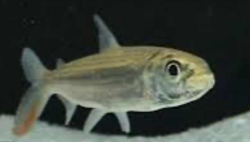 Vittatus African Tiger Fish (Hydrocynus Vittatus)