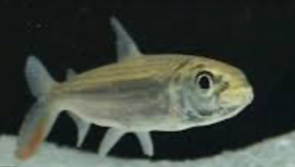 Vittatus African Tiger Fish (Hydrocynus Vittatus)