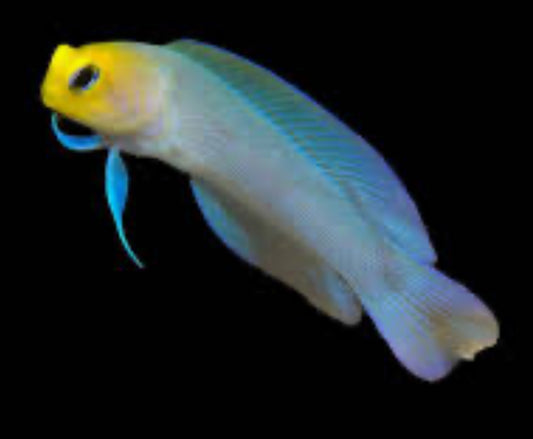 Yellowhead Jawfish