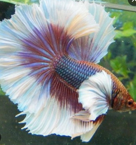 Male Dumbo Ear Betta