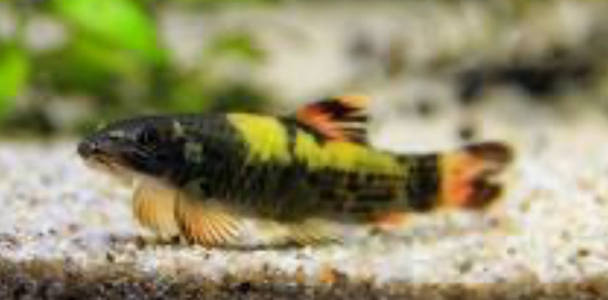 Panda Garra 1"