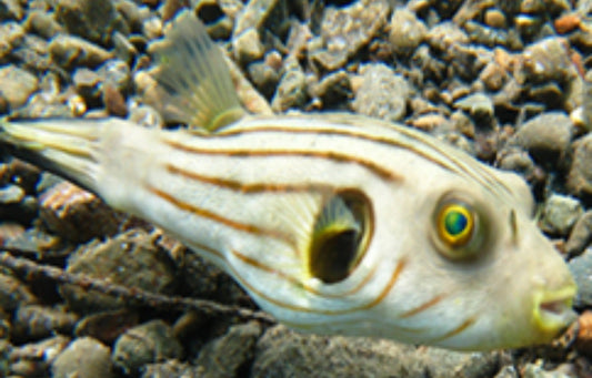 Manila Puffer 3"-4"