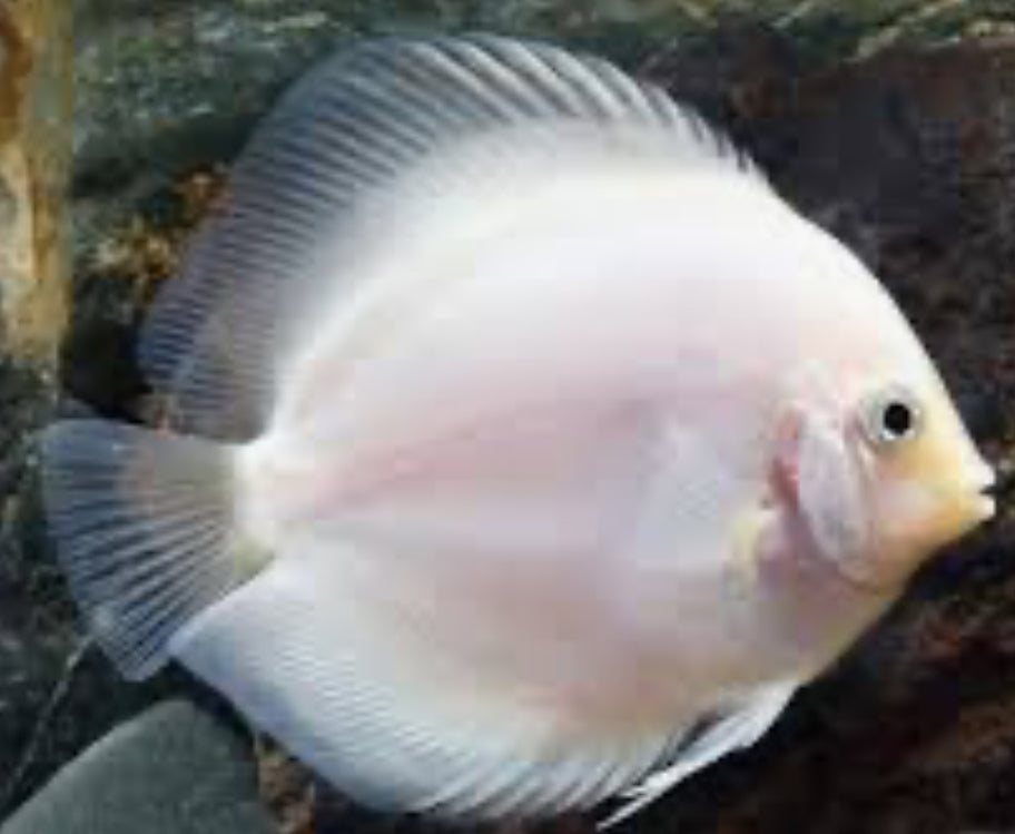 Snow White Discus 4"+