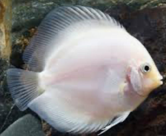 Snow White Discus 4"+