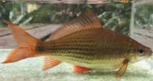 Osteochilus kappeni - fat flying fox 3"