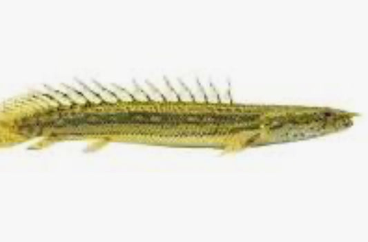 Lapradei Bichir (Polypterus lapradei)