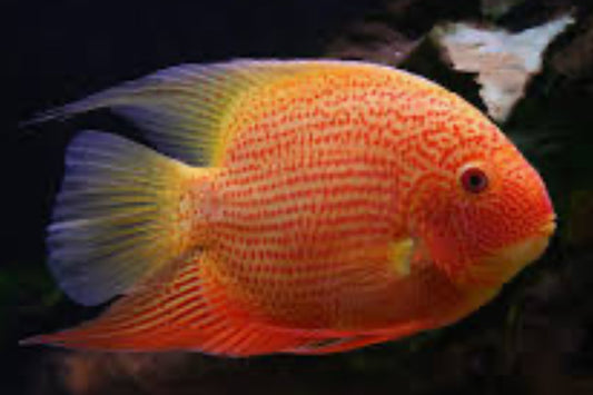 RED SEVERUM