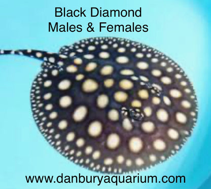 Stingray Black Diamond