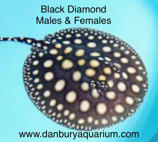 Stingray Black Diamond