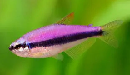 Blue Emperor / Super Blue Kerri Tetra (Inpaichthys kerri)