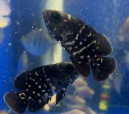 Bumblebee Oscar 5"+(captive breeding)