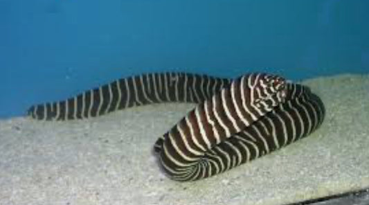 Zebra Eel 22"-25"