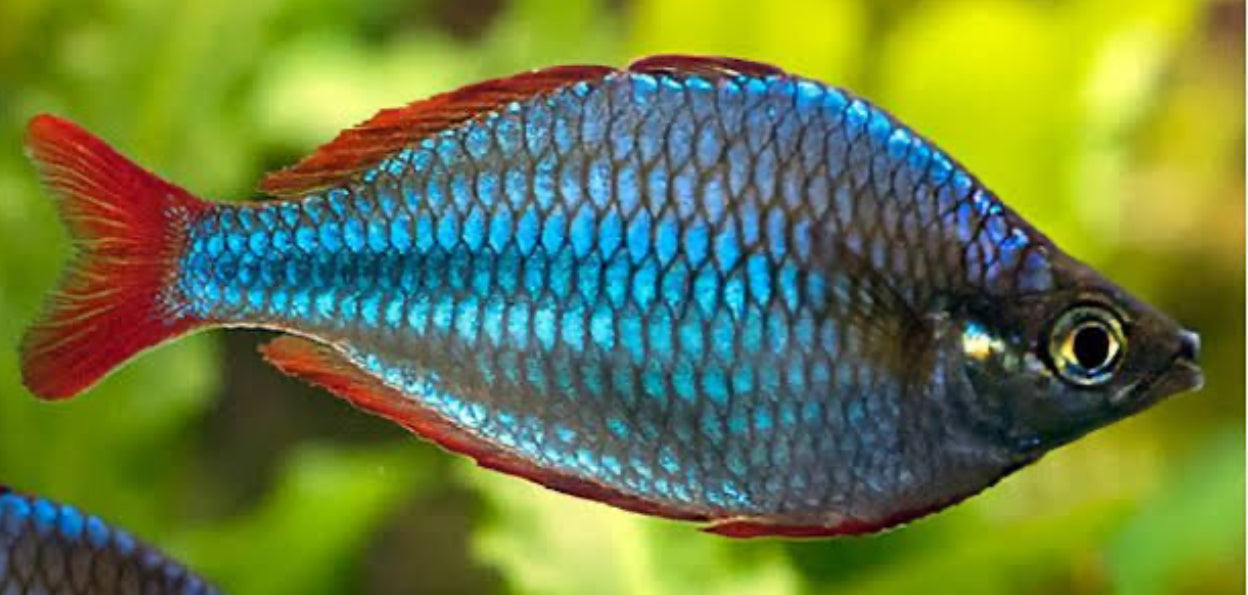 Praecox Rainbow