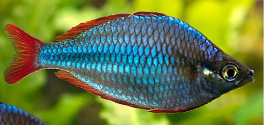 Praecox Rainbow