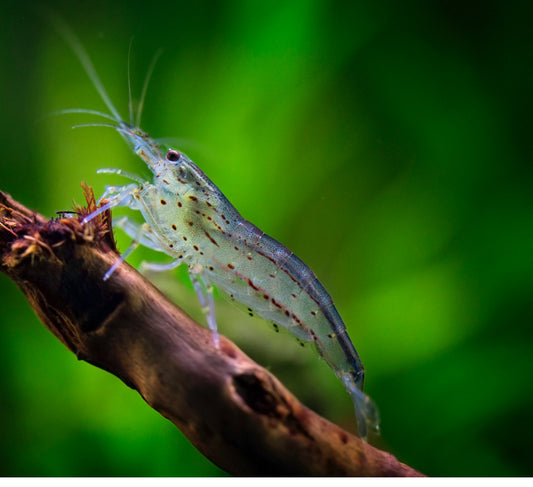 Japonica Algae Shrimp MD/LG