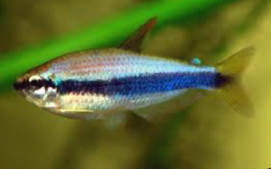 Blue Emperor / Super Blue Kerri Tetra (Inpaichthys kerri)
