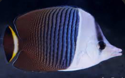 White Faced Butterflyfish